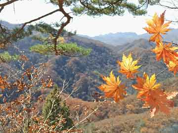 三寒二暖二芳辰，南北东西万里程  打一生肖，实时解答解释落实_pb98.96.40