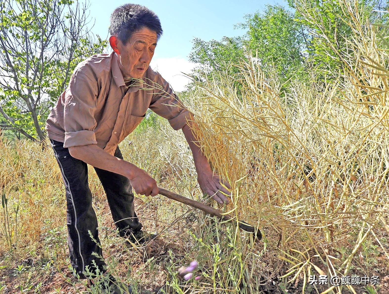 田间中动物 一三头发财 打一精准生肖，前沿解答解释落实_si73.15.25